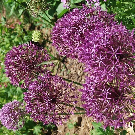 Penzion Restaurant Waldblick